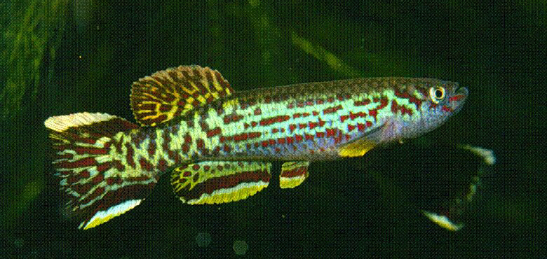 APHYOSEMION MARMORATUM